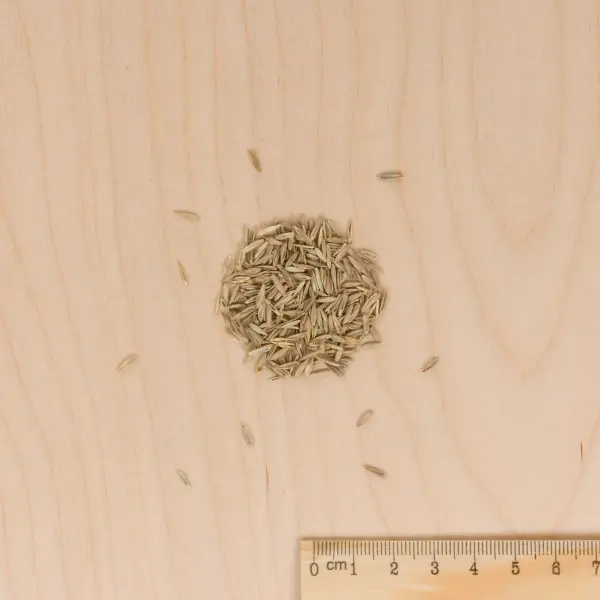 Vert toutes saisons - Pelouse verte toutes saisons - 1 kg - MEDIA_3D